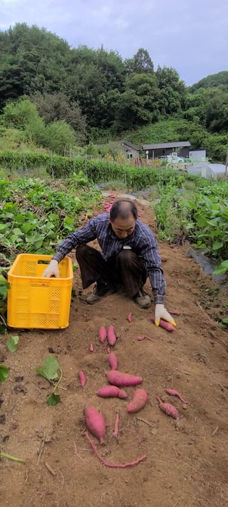 이일철 (조이산골)님의 고구마 · 영농일지 작성글 사진