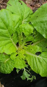 팜모닝 배추·병해충상담 게시글 이미지