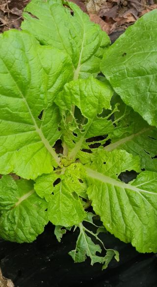 이상협님의 배추 · 병해충상담 작성글 사진