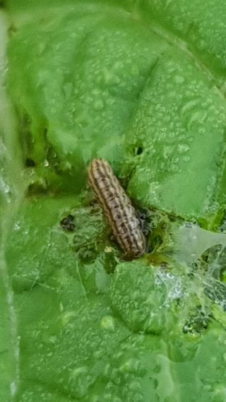 이상협님의 배추 · 병해충상담 작성글 사진