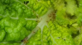 이상협님의 배추 · 병해충상담 작성글 사진