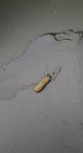 이상협님의 배추 · 병해충상담 작성글 사진