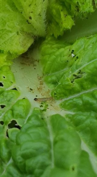 이상협님의 배추 · 병해충상담 작성글 사진