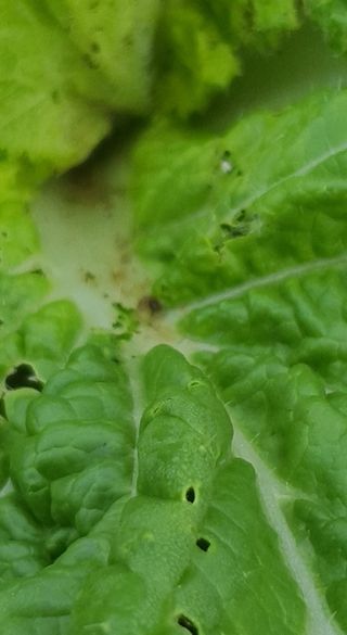 이상협님의 배추 · 병해충상담 작성글 사진