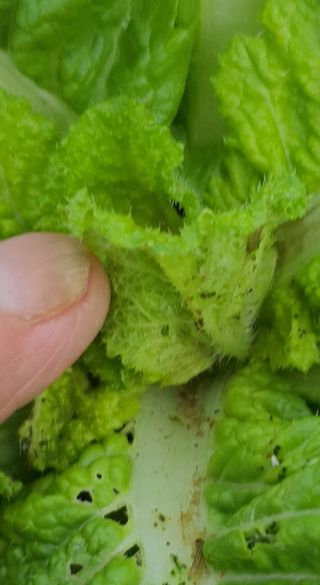 이상협님의 배추 · 병해충상담 작성글 사진