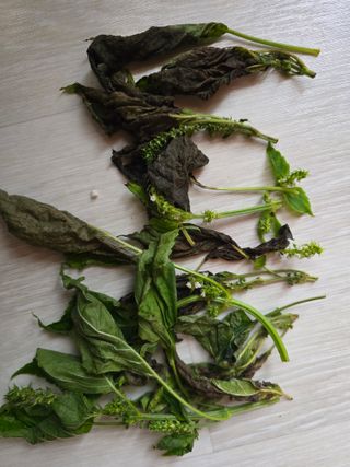 藝園님의 작성글 사진