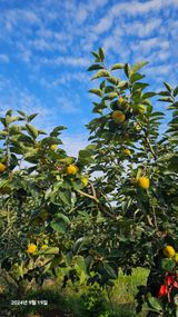 팜모닝 감·영농일지 게시글 이미지