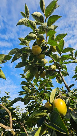 주하네팜(태추,부유님의 감 · 영농일지 작성글 사진