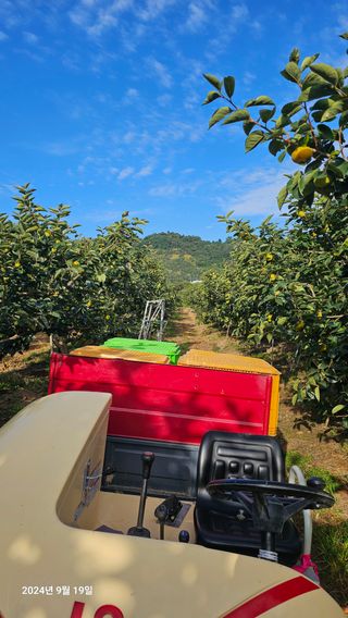 주하네팜(태추,부유님의 감 · 영농일지 작성글 사진