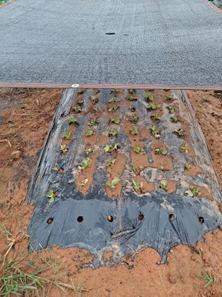 귀농 4년/지성훈님의 자유주제 · 자유게시판 작성글 사진