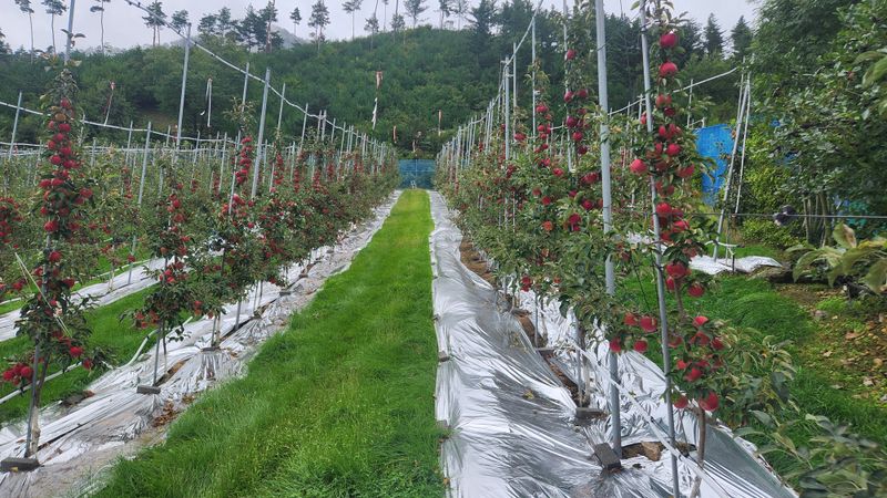 전용표님의 장터 판매 상품 [홍드림 5kg] 첨부 사진