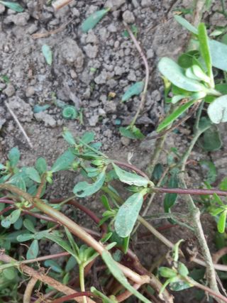 표고버섯18837님의 자유주제 · 자유게시판 작성글 사진