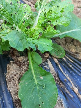 표고버섯18837님의 자유주제 · 자유게시판 작성글 사진