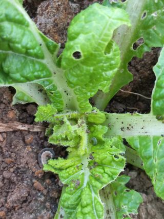 표고버섯18837님의 자유주제 · 자유게시판 작성글 사진