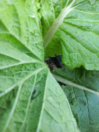 표고버섯18837님의 자유주제 · 자유게시판 작성글 사진