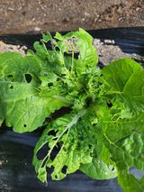 팜모닝 자유주제·자유게시판 게시글 이미지