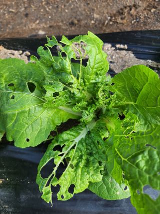 강촌지기님의 자유주제 · 자유게시판 작성글 사진