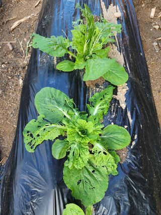 강촌지기님의 자유주제 · 자유게시판 작성글 사진