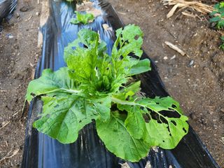 강촌지기님의 자유주제 · 자유게시판 작성글 사진