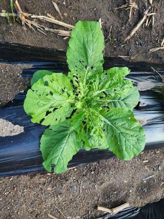 강촌지기님의 자유주제 · 자유게시판 작성글 사진