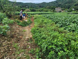 강촌지기님의 자유주제 · 자유게시판 작성글 사진