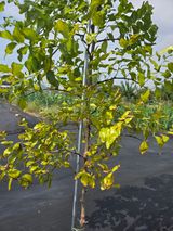 팜모닝 기타작물·병해충상담 게시글 이미지