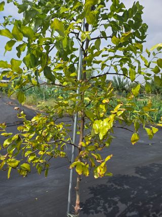 초보농부님의 기타작물 · 병해충상담 작성글 사진