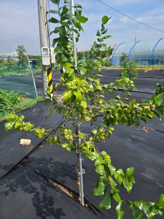 초보농부님의 기타작물 · 병해충상담 작성글 사진