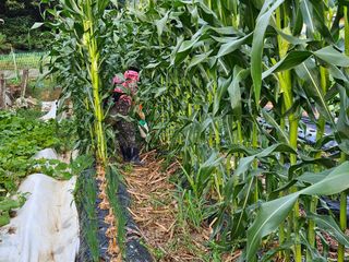 경달현님의 옥수수 · 영농일지 작성글 사진