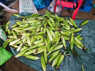 경달현님의 옥수수 · 영농일지 작성글 사진