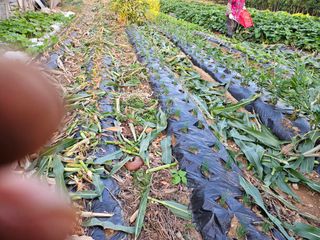 경달현님의 옥수수 · 영농일지 작성글 사진