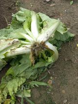 팜모닝 배추·병해충상담 게시글 이미지