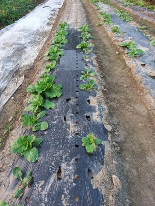 시아님의 자유주제 · 자유게시판 작성글 사진