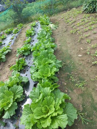 시아님의 자유주제 · 자유게시판 작성글 사진