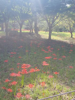 작은소나무님의 자유주제 · 자유게시판 작성글 사진
