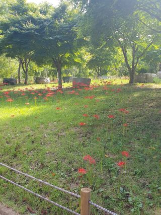 작은소나무님의 자유주제 · 자유게시판 작성글 사진