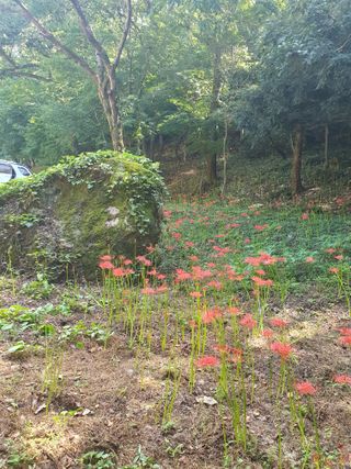 작은소나무님의 자유주제 · 자유게시판 작성글 사진