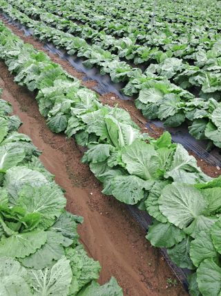 규수김님의 자유주제 · 자유게시판 작성글 사진