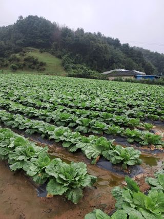 규수김님의 자유주제 · 자유게시판 작성글 사진