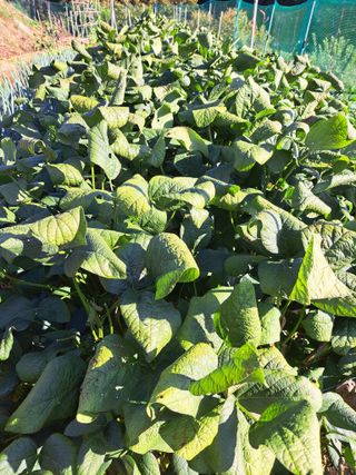 귀산촌님의 자유주제 · 자유게시판 작성글 사진