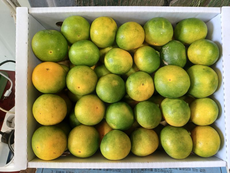 장터 상품 [하우스귤 그린향 ] 썸네일