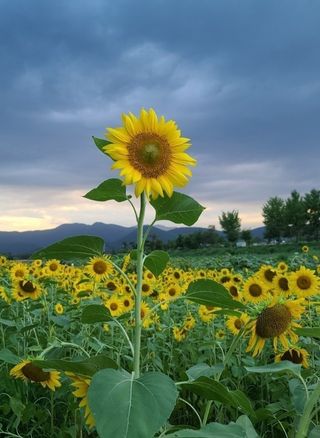 김윤기님의 한가위, 덕담을 나눠주세요 · 참여글 작성글 사진