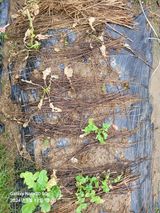 팜모닝 배추·영농일지 게시글 이미지