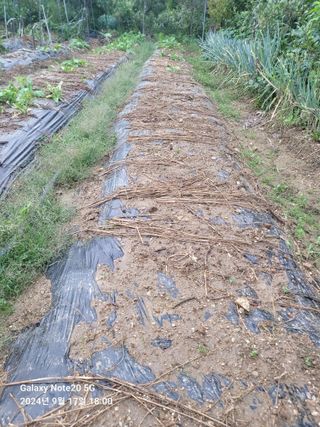 김성식님의 배추 · 영농일지 작성글 사진