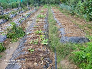 김성식님의 배추 · 영농일지 작성글 사진