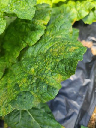 풀빛정원님의 자유주제 · 자유게시판 작성글 사진