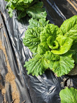 풀빛정원님의 자유주제 · 자유게시판 작성글 사진