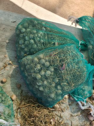 옥천서화농님의 자유주제 · 자유게시판 작성글 사진