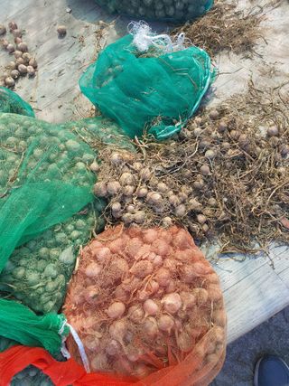 옥천서화농님의 자유주제 · 자유게시판 작성글 사진