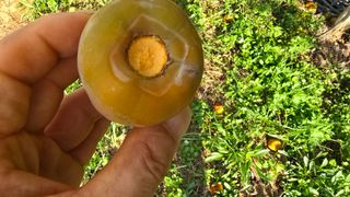 hhoo님의 감 · 병해충상담 작성글 사진